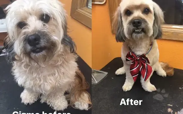 South Central Grooming in Sioux Falls, SD