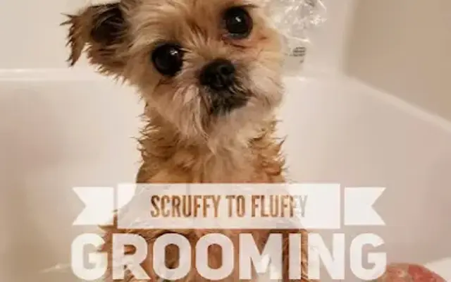 Scruffy to Fluffy in Cohocton, NY
