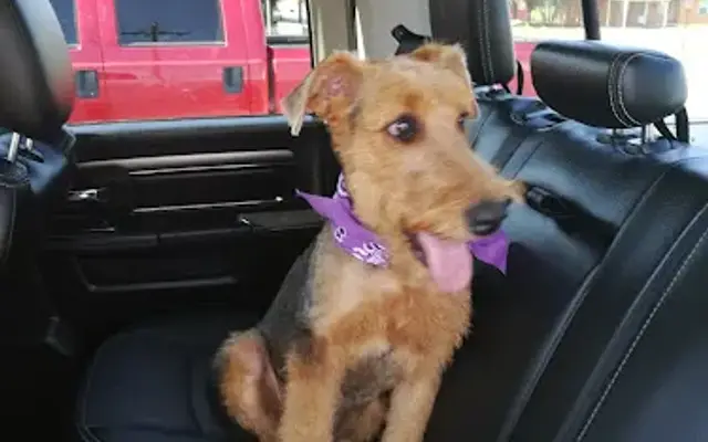 P K's Pet Gear & Grooming in Clinton, OK
