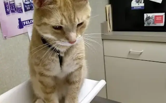 Wyandotte Animal Hospital in Wyandotte, MI