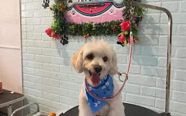 Fluffy’s Pet Salon in San Jose, CA