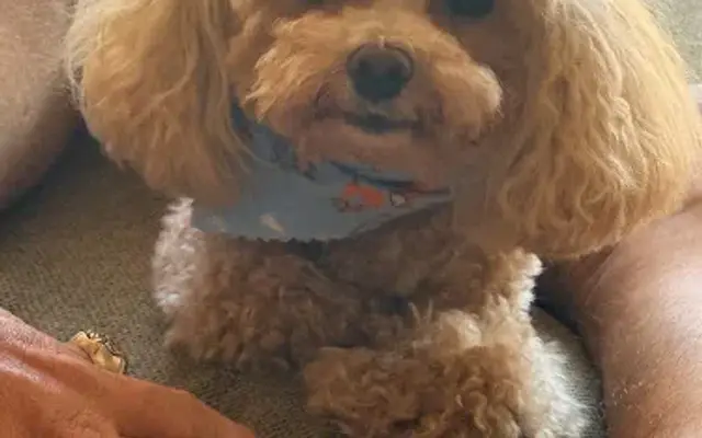 Doggy Darlings in Henderson, TX