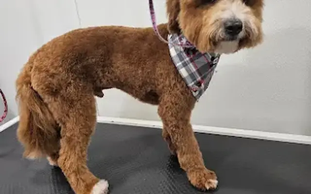FASHION PET SPA in Miami, FL