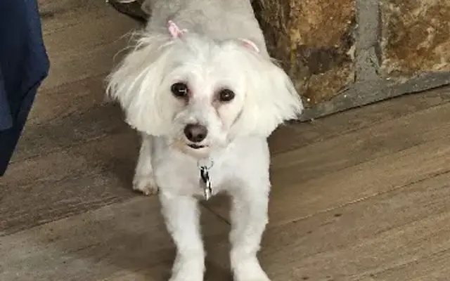 PetSmart Grooming in Oklahoma City, OK