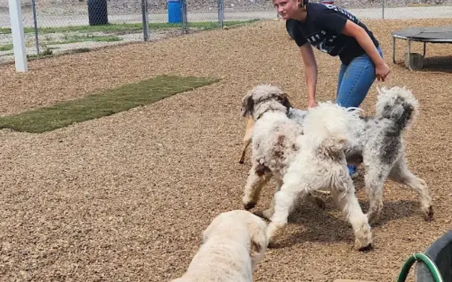 Montrose Dog Boarding in Montrose, IA