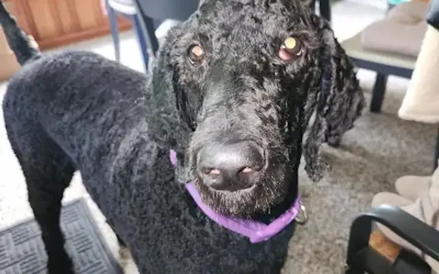 Lux For Pups Grooming in Centerburg, OH