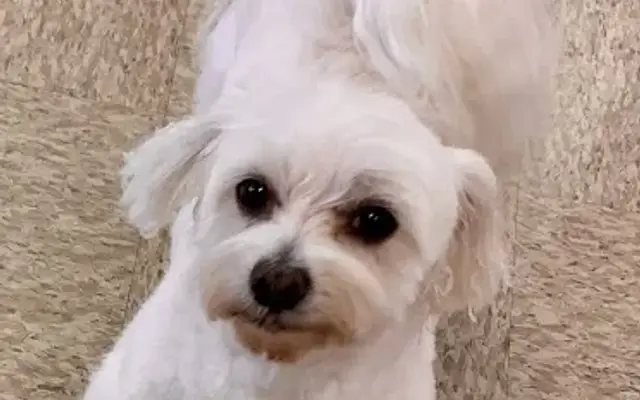 Paw-Fect Grooming By Michiko in Pleasant Valley, NY