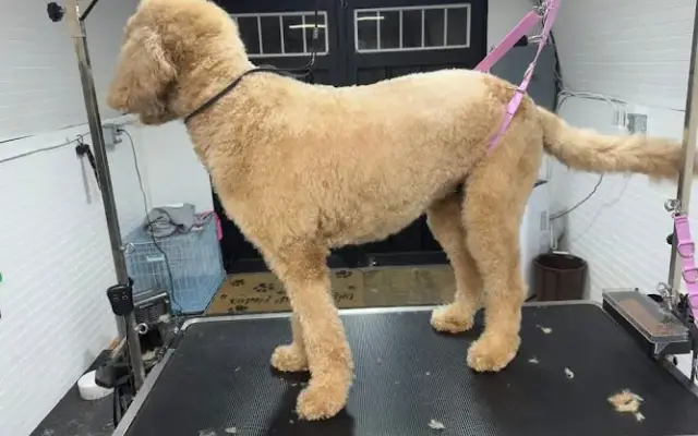 Aww So Cute Pet Salon and Grooming in Portsmouth, OH