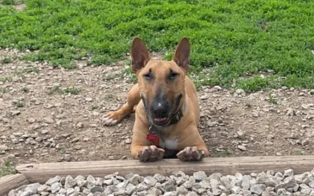Wags in Peculiar, MO