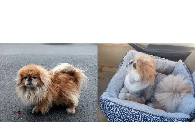 Groomingdales Pet Salon in White City, OR