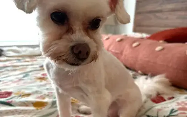 Clips N Dips Pet Grooming in Middleton, MA