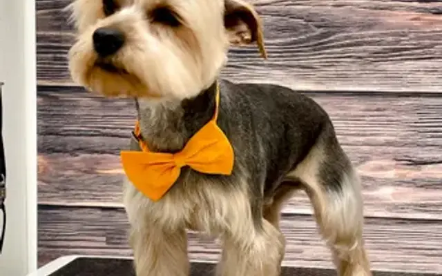 T. K.'s Pupper Kuts LLC in Perry, FL