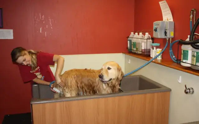 Amherst Dog Wash in Amherst, MA
