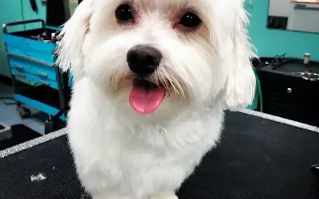 Super Paws Grooming in Corona, CA