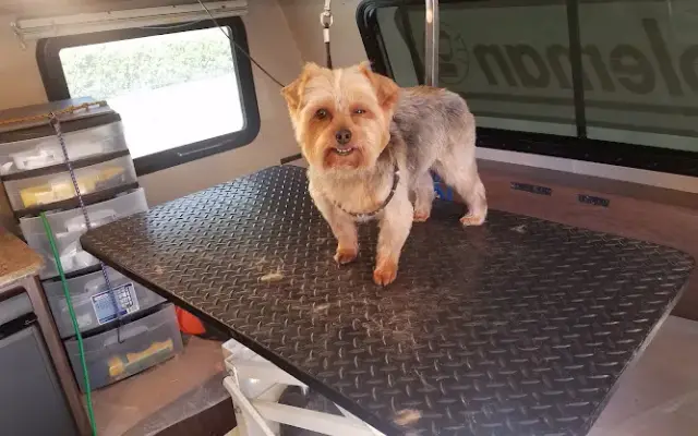 Canine Care Mobile Grooming in Largo, FL
