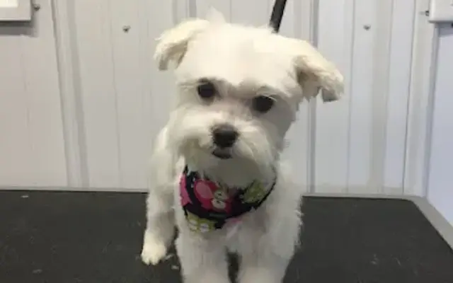 Shampoochies Pet Grooming & Boarding in Woodlawn, IL