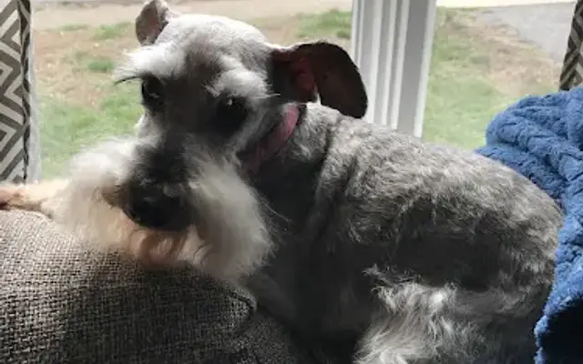 Sherry’s Dog Grooms in Winston-Salem, NC