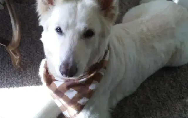 Doggie Styles Grooming Salon in Mohawk, NY