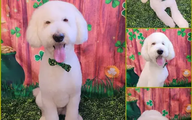 Jen Dog's Groom Room in Buena Park, CA