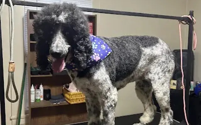Top notch grooming and more in Roanoke, VA