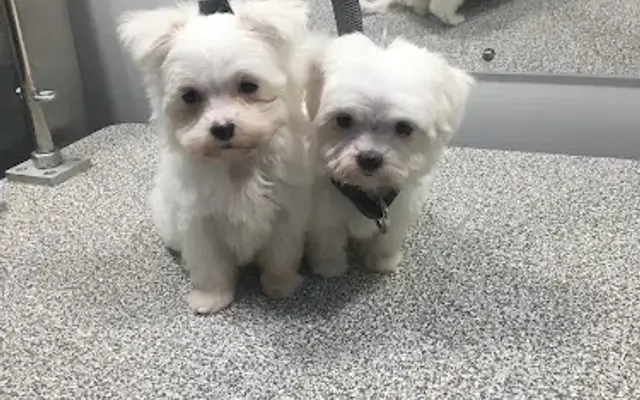 Jessi's Mobile Pet Salon in Burleson, TX