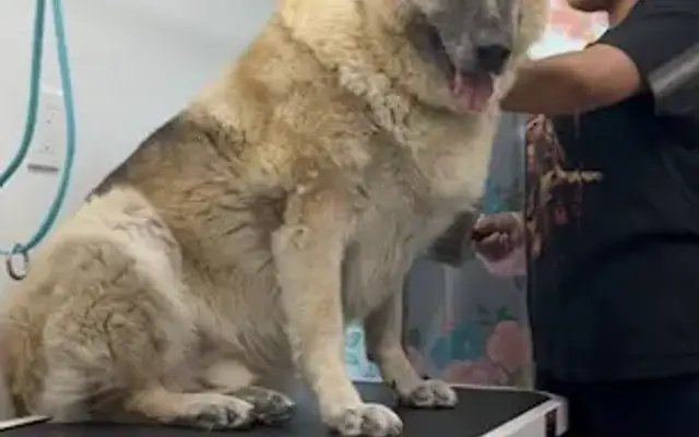 Bark and Bork Mobile Pet Spa in Los Angeles, CA