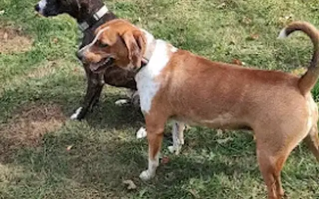 Applewood Boarding Kennels in Culpeper, VA
