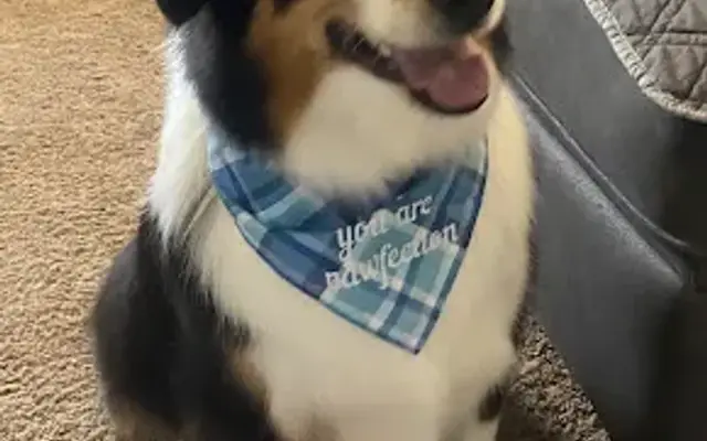 The Dogfather Mobile Dog Grooming in Albany, OR