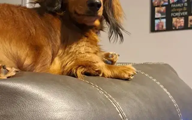 Puptastic Paws Petsitting in Kilgore, TX