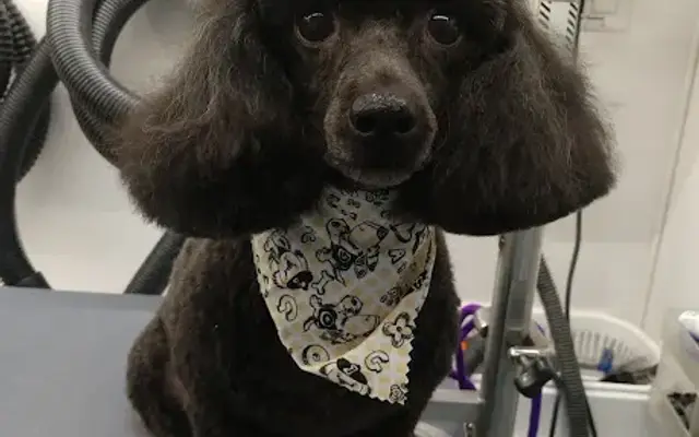Classy Canines Mobile Dog Grooming in Williamsburg, VA