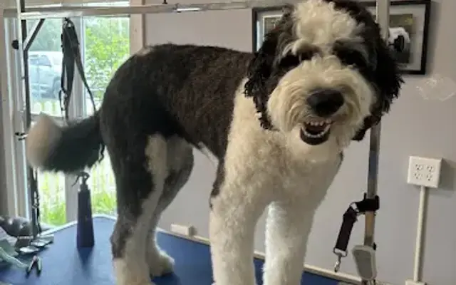 Camille’s Dog Grooming Parlour in Lockport, NY