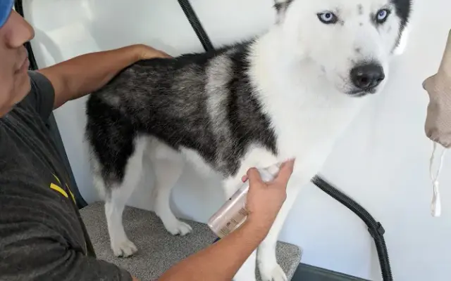 christian's mobile pet grooming in Palm Springs, CA
