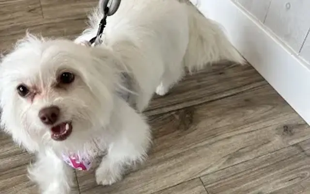 Dapper Dog Spa in Whittier, CA