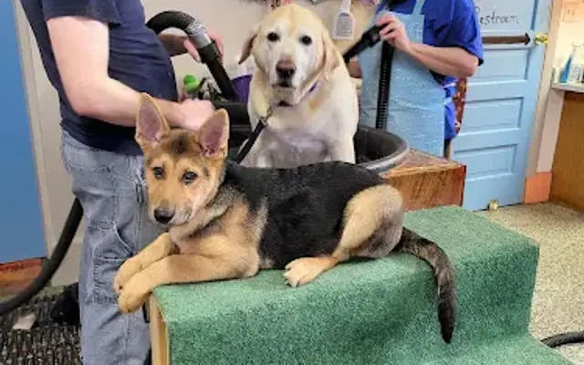 Wags-Dog Grooming in Minonk, IL