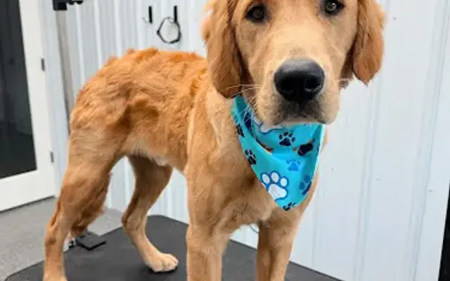 Up North Pup LLC in Grand Rapids, MN