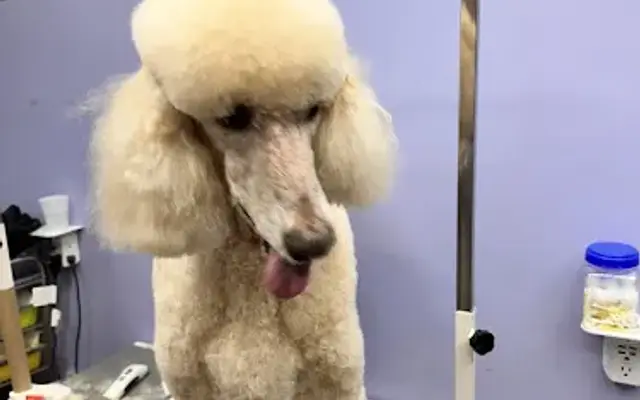 Happy Wags Grooming, LLC (Mobile) in Palmetto, FL