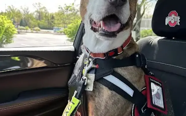Perrysburg Animal Hospital in Rossford, OH