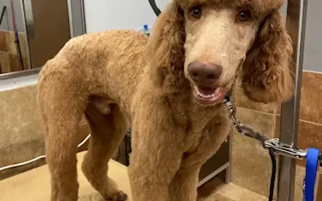 Brewers Grooming in Buckeye, AZ