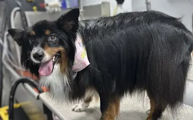 Houndstooth Mobile Grooming in Colleyville, TX