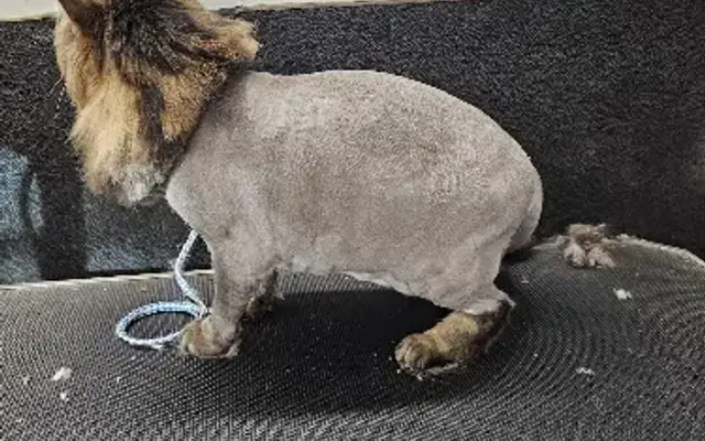 All breed mobile pet grooming Las Vegas Nevada in North Las Vegas, NV