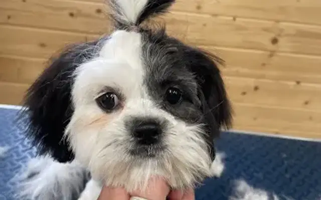 Pampered Pets in Westmoreland, TN