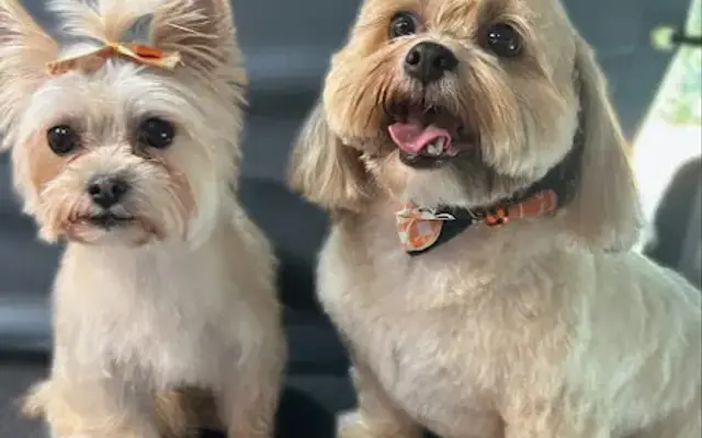 Lap of Luxury Mobile Dog Spa in Ball Ground, GA
