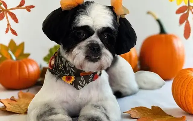 Khanfu Grooming LLC in Spring, TX