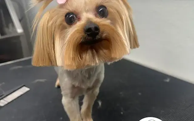 Snoopy Pet Spa in Tamarac, FL