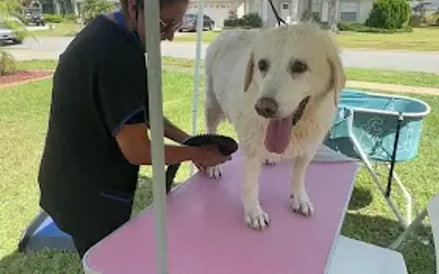 Tessi's Pet Grooming - Mobile DogSpaw in Port Orange, FL