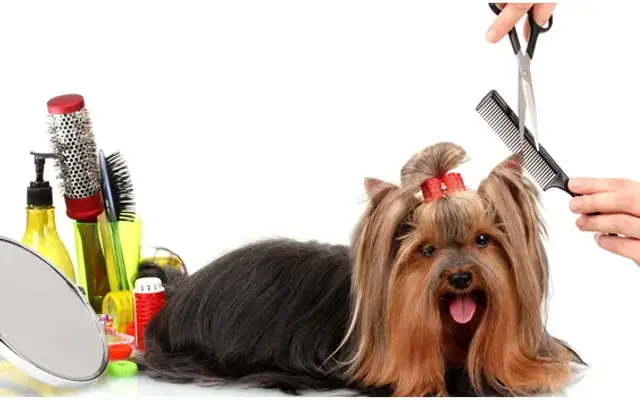 Heavenly Paws in Elgin, IL