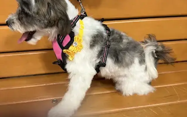 PetSmart Grooming in Clarksville, IN