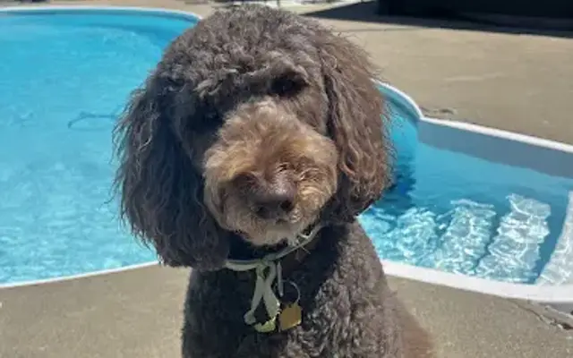 Jackson St Grooming Co in Cicero, IN