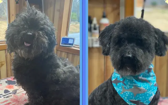 Shaggy Chic Pet Grooming in Easley, SC