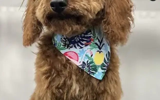 Mayami Pets Grooming - Mobile Pet Grooming Miami in Miami, FL